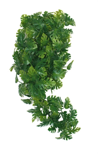 Komodo-Pflanze Gespaltener Philodendron 30 CM