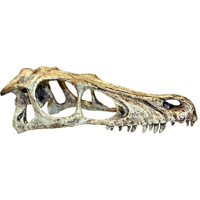 Komodo-Raptor-Schädel 25X11.5X9.5 CM