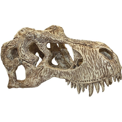 Komodo-T-Rex-Schädel 18X12X9 CM