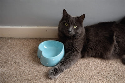 Happy Pet Happy Cap Krippe Krippe Polka Punkt Herz Blau 16 CM