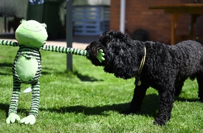 Rosewood Froschartige Lange Beine 53X14X12 CM