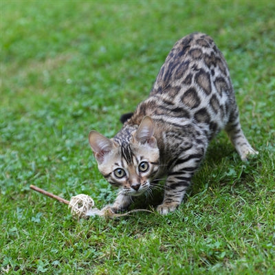 Croci Euphorie Katze Stange Matatabi Ball Mit Federn 11 CM
