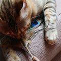 Croci Euphorie Katze Rute Matatabi Pfauenfeder 12 CM