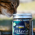 Croci Euphorie Katzenminze Topf 25 GR