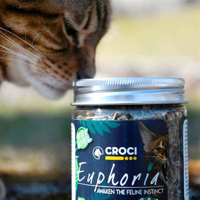 Croci Euphorie Katzenminze Topf 25 GR