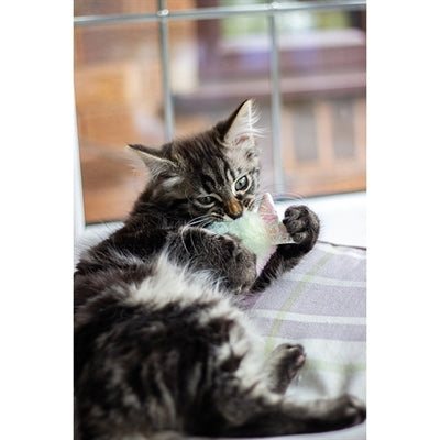 Jolly Moggy Unter Dem Meer Regenbogenfisch 10 CM 2 ST