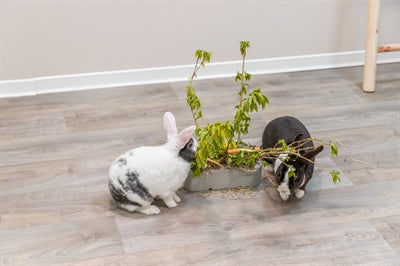 Trixie Keramik/Holz Grau 26X17X23 CM