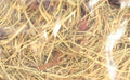 Excellent Hagebutte Und Minze 500 GR