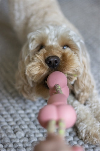 Rosewood Zähes Rosewood Mit Tau-Minze-Geschmack 35X6X6 CM