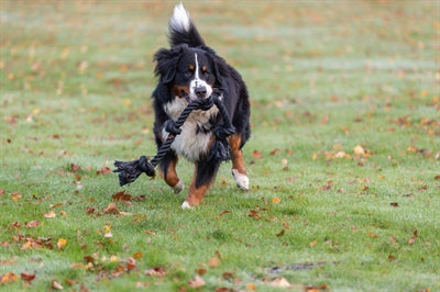 Trixie Seil 4 Knoten Sortiert 95 CM