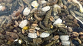 Utopia Mit Insekten 1,8 KG