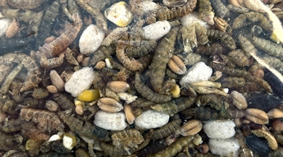 Utopia Mit Insekten 1,8 KG